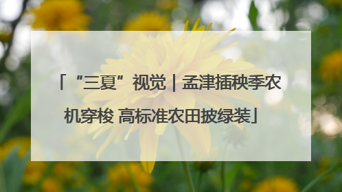 “三夏”视觉｜孟津插秧季农机穿梭 高标准农田披绿装