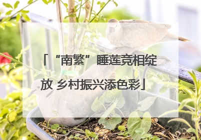 “南繁”睡莲竞相绽放 乡村振兴添色彩