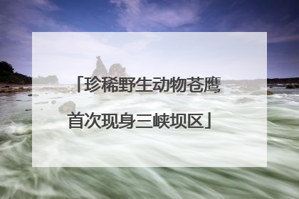 珍稀野生动物苍鹰首次现身三峡坝区