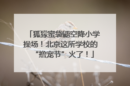 狐獴蜜袋鼯空降小学操场！北京这所学校的“撸宠节”火了！