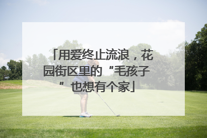 用爱终止流浪，花园街区里的“毛孩子”也想有个家