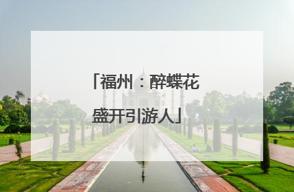 福州：醉蝶花盛开引游人