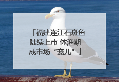 福建连江石斑鱼陆续上市 休渔期成市场“宠儿”