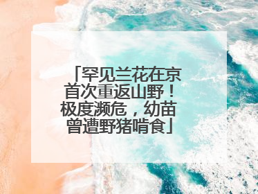 罕见兰花在京首次重返山野！极度濒危，幼苗曾遭野猪啃食