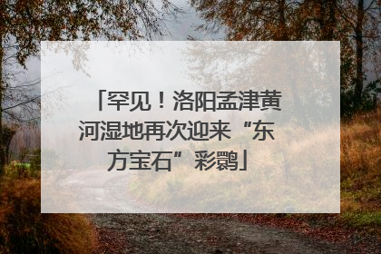 罕见！洛阳孟津黄河湿地再次迎来“东方宝石”彩鹮