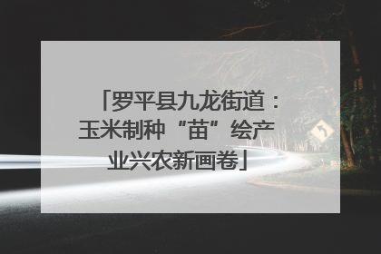 罗平县九龙街道：玉米制种“苗”绘产业兴农新画卷