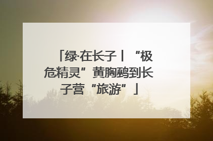 绿·在长子丨“极危精灵”黄胸鹀到长子营“旅游”
