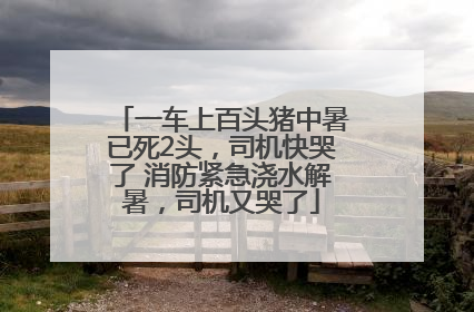 一车上百头猪中暑已死2头，司机快哭了 消防紧急浇水解暑，司机又哭了