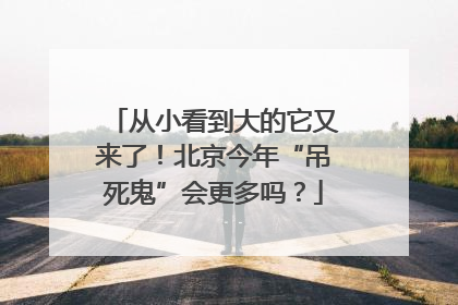 从小看到大的它又来了！北京今年“吊死鬼”会更多吗？