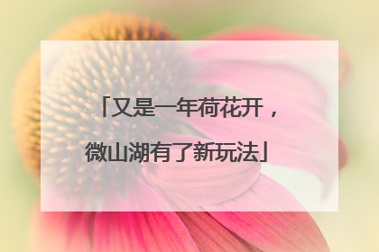 又是一年荷花开，微山湖有了新玩法