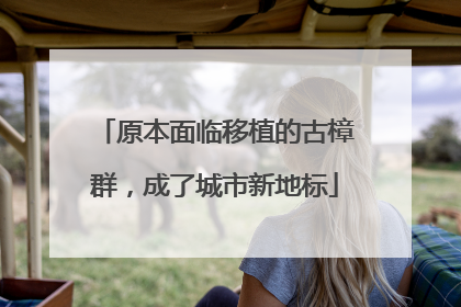 原本面临移植的古樟群，成了城市新地标