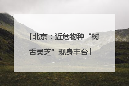 北京：近危物种“树舌灵芝”现身丰台
