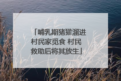 哺乳期猪獾溜进村民家觅食 村民救助后将其放生