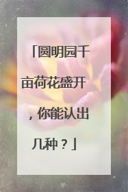 圆明园千亩荷花盛开，你能认出几种？