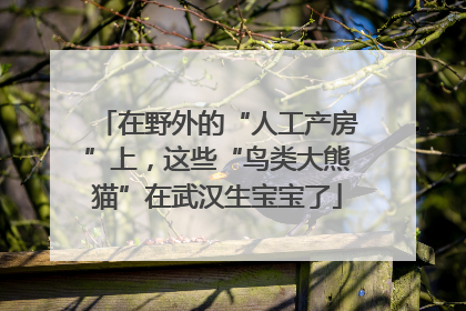 在野外的“人工产房”上，这些“鸟类大熊猫”在武汉生宝宝了