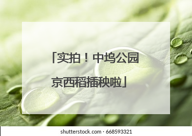 实拍！中坞公园京西稻插秧啦