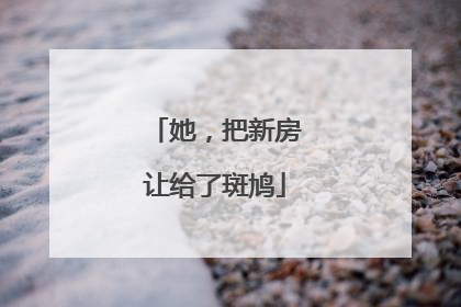 她，把新房让给了斑鸠