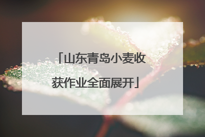 山东青岛小麦收获作业全面展开