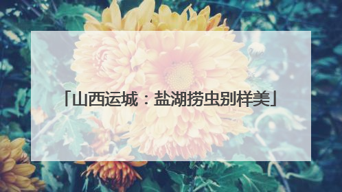 山西运城：盐湖捞虫别样美