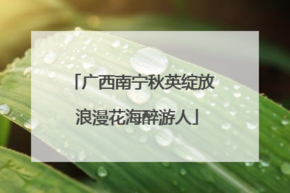 广西南宁秋英绽放 浪漫花海醉游人