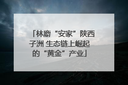 林麝“安家”陕西子洲 生态链上崛起的“黄金”产业