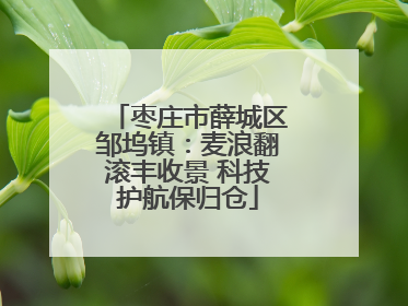 枣庄市薛城区邹坞镇：麦浪翻滚丰收景 科技护航保归仓