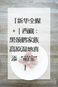 新华全媒+｜西藏：黑颈鹤家族高原湿地喜添“萌宝”