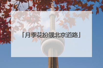 月季花扮靓北京道路