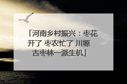 河南乡村振兴：枣花开了 枣农忙了 川塬古枣林一派生机