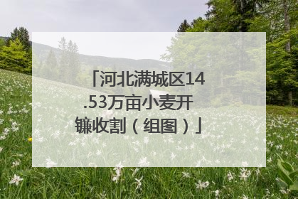 河北满城区14.53万亩小麦开镰收割（组图）