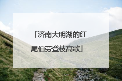 济南大明湖的红尾伯劳登枝高歌