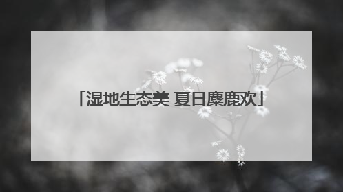 湿地生态美 夏日麋鹿欢