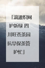 滴灌织网护新绿 四川旺苍茶园抗旱保茶管护忙
