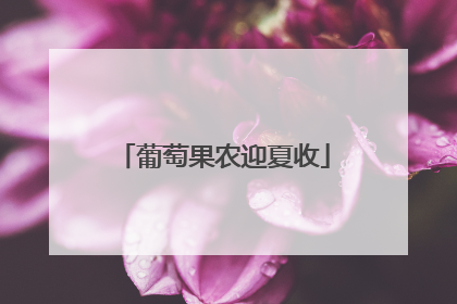 葡萄果农迎夏收