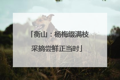 衡山：杨梅缀满枝 采摘尝鲜正当时