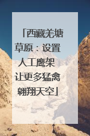 西藏羌塘草原：设置人工鹰架 让更多猛禽翱翔天空