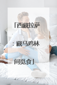 西藏拉萨：藏马鸡林间觅食