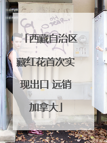 西藏自治区藏红花首次实现出口 远销加拿大