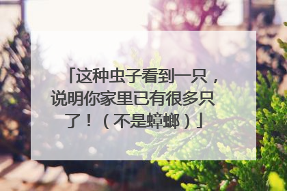 这种虫子看到一只，说明你家里已有很多只了！（不是蟑螂）