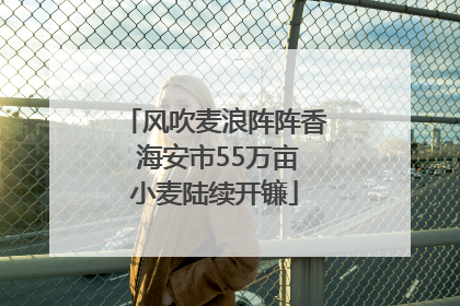 风吹麦浪阵阵香 海安市55万亩小麦陆续开镰